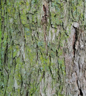 Pecan Bark